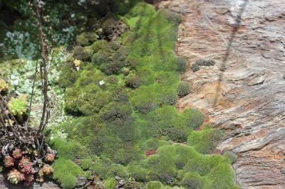  Coscinodon cribrosus (Hedw.) Spruce, 1849