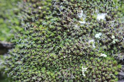  Coscinodon cribrosus (Hedw.) Spruce, 1849