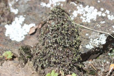 Hedwigia ciliata (Hedw.) P.Beauv., 1805
