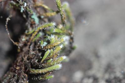  Hedwigia ciliata (Hedw.) P.Beauv., 1805