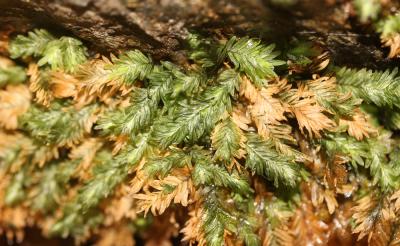  Fissidens serrulatus Brid., 1806