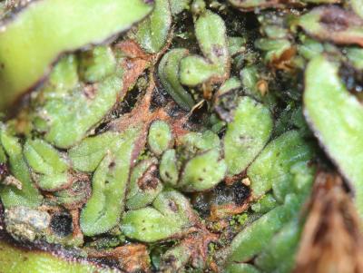  Riccia nigrella DC., 1815