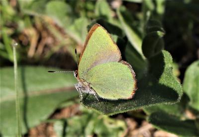 Thécla de l'Arbousier (La) Callophrys avis Chapman, 1909
