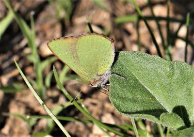 Thécla de l'Arbousier (La) Callophrys avis Chapman, 1909