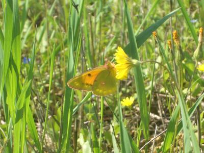 Souci (Le) Colias crocea (Geoffroy in Fourcroy, 1785)