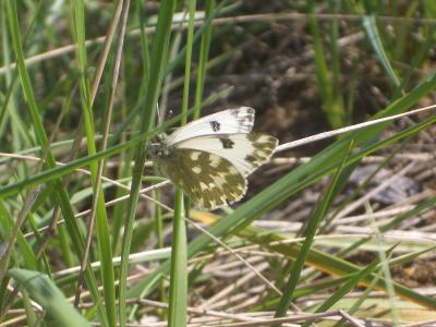 Marbré-de-vert (Le), Piéride du Réséda (La), Marbr Pontia daplidice (Linnaeus, 1758)