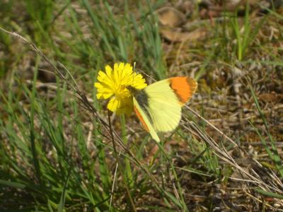 Aurore de Provence (L') Anthocharis euphenoides Staudinger, 1869