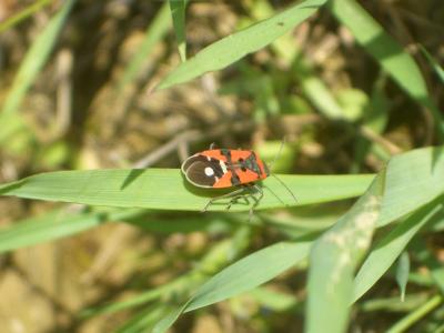 Punaise écuyère Lygaeus equestris (Linnaeus, 1758)