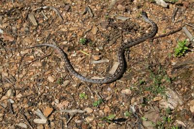 Couleuvre à échelons Zamenis scalaris (Schinz, 1822)