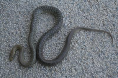 Couleuvre d'Esculape Zamenis longissimus (Laurenti, 1768)