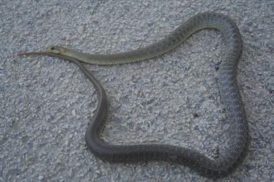 Couleuvre d'Esculape Zamenis longissimus (Laurenti, 1768)