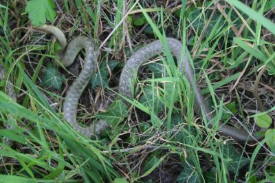 Couleuvre d'Esculape Zamenis longissimus (Laurenti, 1768)