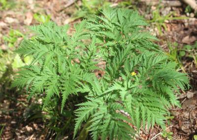 Moloposperme du Péloponnèse Molopospermum peloponnesiacum (L.) W.D.J.Koch, 1824