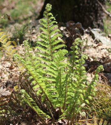 Polystic à frondes soyeuses, Fougère des fleuriste Polystichum setiferum (Forssk.) T.Moore ex Woyn., 1913