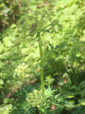 Moloposperme du Péloponnèse Molopospermum peloponnesiacum (L.) W.D.J.Koch, 1824