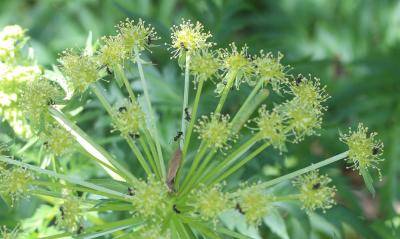 Moloposperme du Péloponnèse Molopospermum peloponnesiacum (L.) W.D.J.Koch, 1824