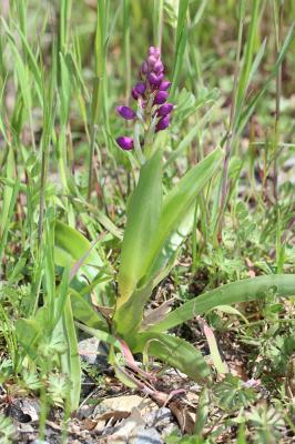 Herbe à la couleuvre Orchis mascula subsp. mascula (L.) L., 1755