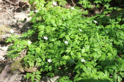 Anémone des bois, Anémone sylvie Anemone nemorosa L., 1753