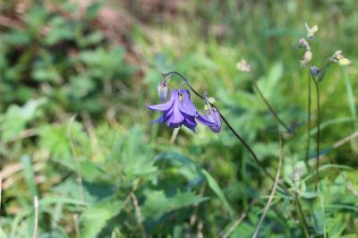 Ancolie vulgaire, Clochette Aquilegia vulgaris L., 1753