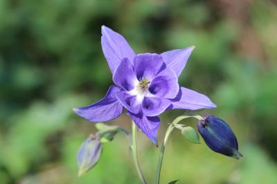 Ancolie vulgaire, Clochette Aquilegia vulgaris L., 1753