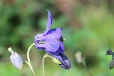 Ancolie vulgaire, Clochette Aquilegia vulgaris L., 1753