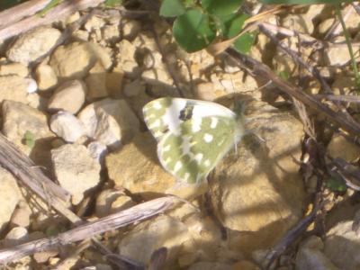 Marbré-de-vert (Le), Piéride du Réséda (La), Marbr Pontia daplidice (Linnaeus, 1758)