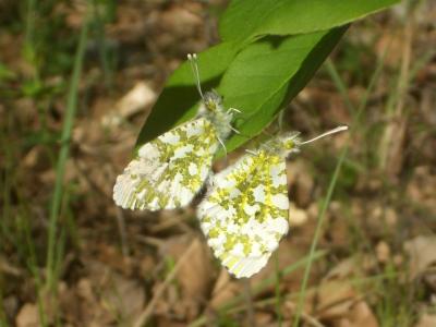 Aurore (L') Anthocharis cardamines (Linnaeus, 1758)