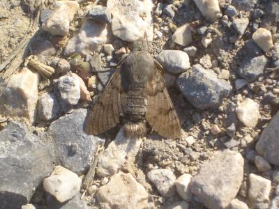Moro-Sphinx (Le), Sphinx du Caille-Lait (Le) Macroglossum stellatarum (Linnaeus, 1758)