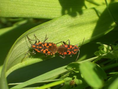 Punaise à damier Spilostethus saxatilis (Scopoli, 1763)