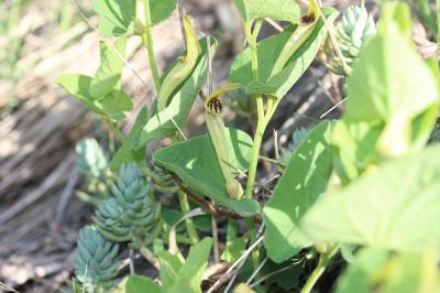 Aristoloche à nervures peu nombreuses, Aristoloche Aristolochia paucinervis Pomel, 1874