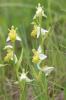 Ophrys abeille Ophrys apifera Huds., 1762