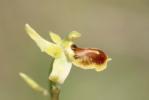 Ophrys araignée, Oiseau-coquet Ophrys aranifera Huds., 1778