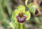 Ophrys bombyx Ophrys bombyliflora Link, 1800