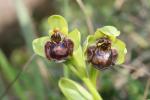 Ophrys bombyx Ophrys bombyliflora Link, 1800