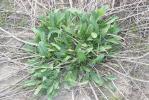 Centaurée rude Centaurea aspera L., 1753