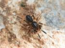  Liophrurillus flavitarsis (Lucas, 1846)