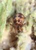 Steatoda triangulosa (Walckenaer, 1802)