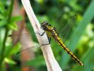 Orthétrum réticulé (L') Orthetrum cancellatum (Linnaeus, 1758)
