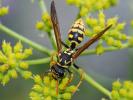 Guêpe poliste Polistes dominula (Christ, 1791)