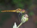 Sympétrum fascié (Le) Sympetrum striolatum (Charpentier, 1840)