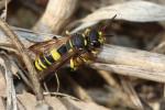  Cerceris quadricincta (Panzer, 1799)