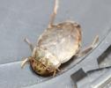  Naucoris maculatus Fabricius, 1798