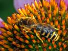  Halictus scabiosae (Rossi, 1790)