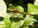 Orthétrum réticulé (L') Orthetrum cancellatum (Linnaeus, 1758)