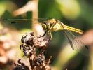 Orthétrum réticulé (L') Orthetrum cancellatum (Linnaeus, 1758)