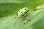 Calocoris alpestris (Meyer-Dür, 1843)
