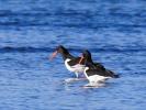 Huîtrier pie Haematopus ostralegus Linnaeus, 1758