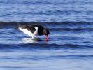 Huîtrier pie Haematopus ostralegus Linnaeus, 1758