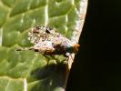  Tephritis matricariae (Loew, 1844)