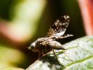  Tephritis matricariae (Loew, 1844)